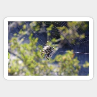 Spider in a Web Sticker